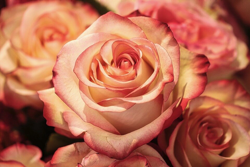https://cdn.pixabay.com/photo/2018/02/28/21/59/rose-3189198_960_720.jpg