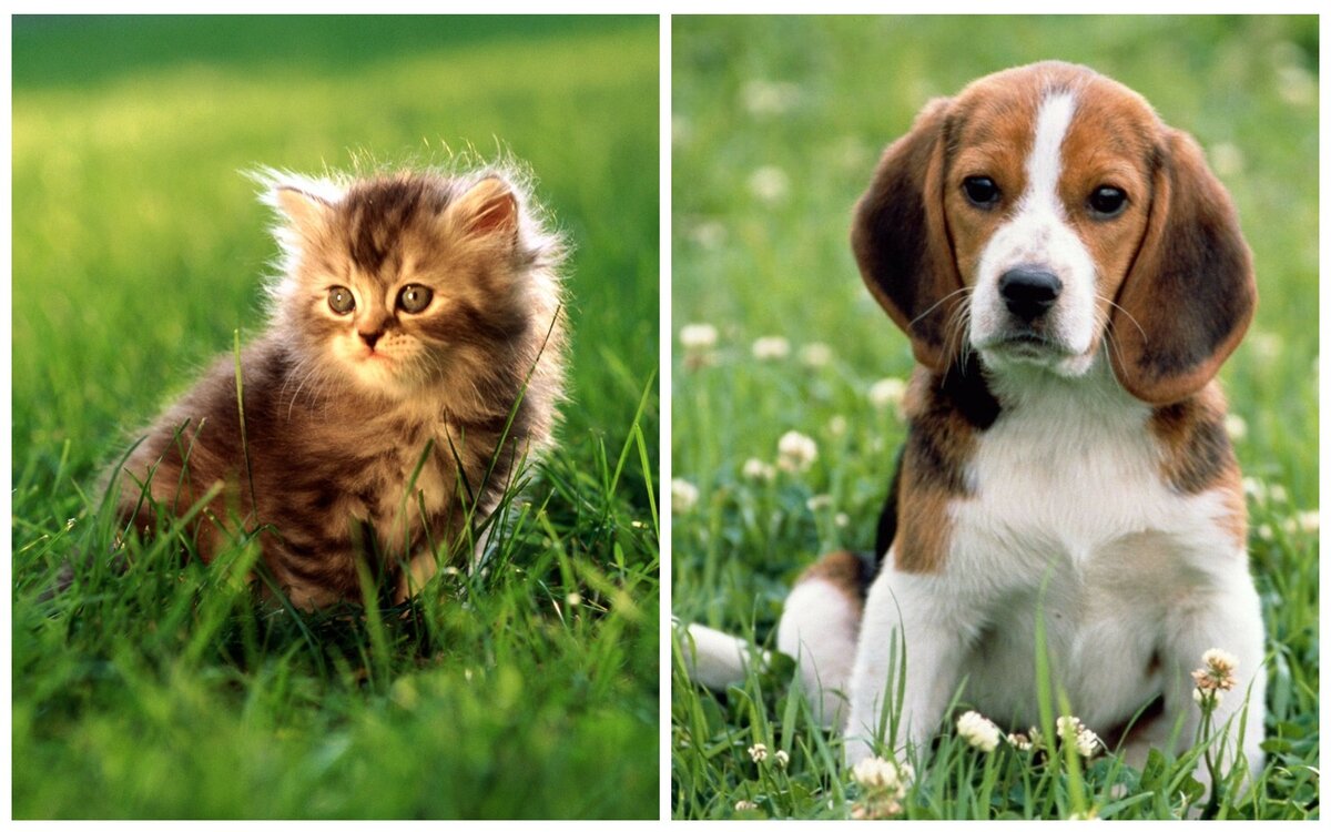 кошки VS собаки