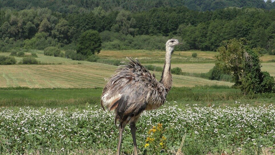 https://pixabay.com/photos/rheas-wild-rheas-exotic-animals-3524029/