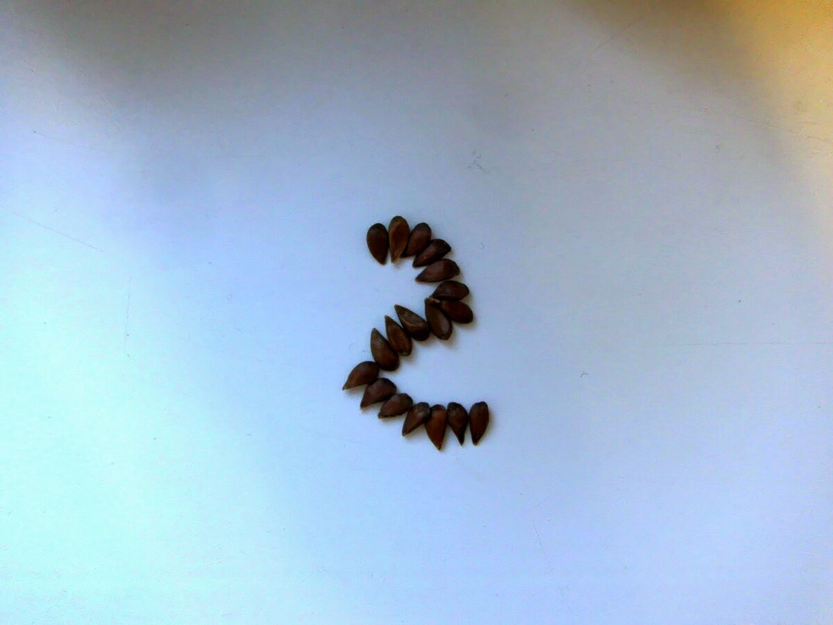 Сделал цифру из семечек яблока.