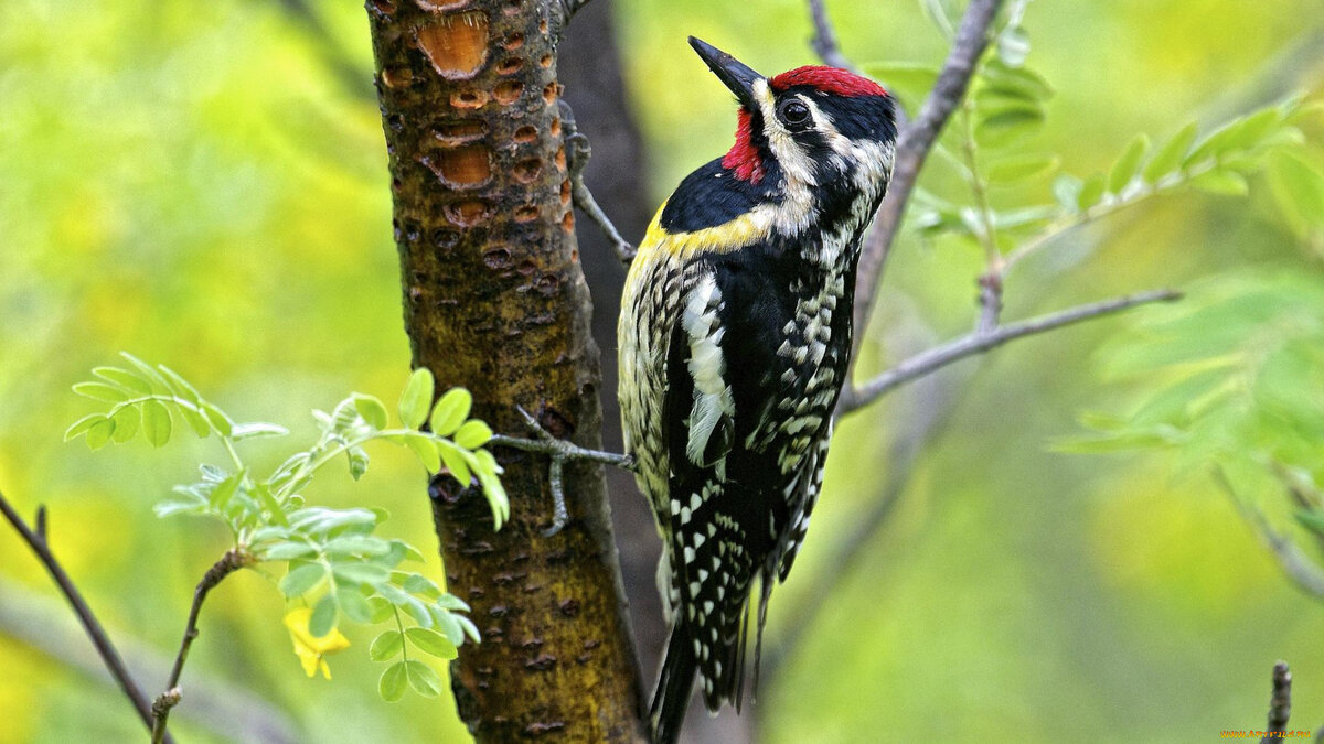 Большой пёстрый дятел.