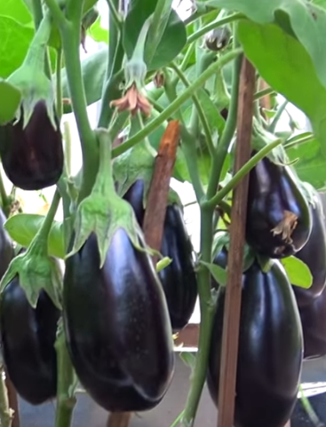 Вот такая армия «синеньких»