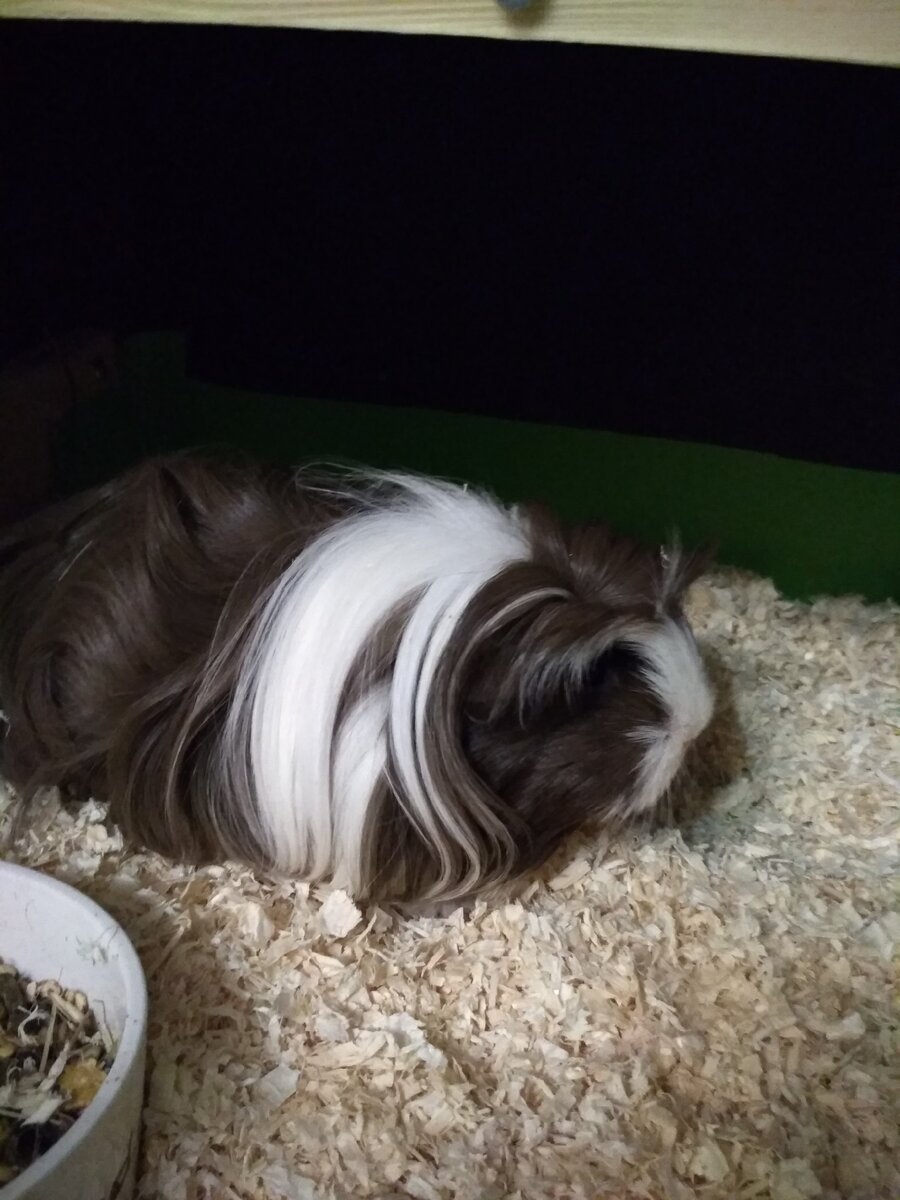 Внушительный комок шерсти. Очень часто пищат. 