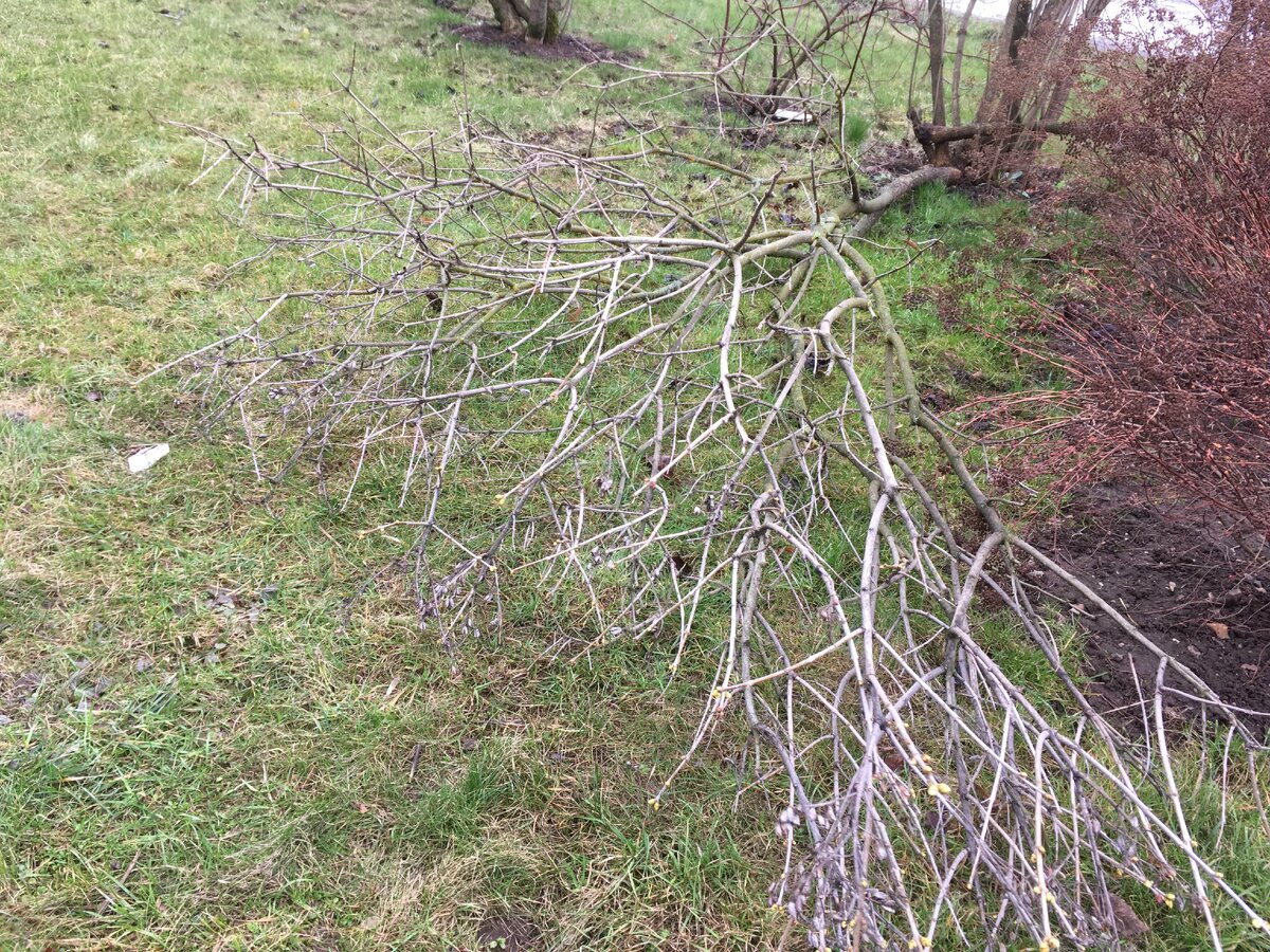Я назову четыре причины, по которым сломало мою сирень