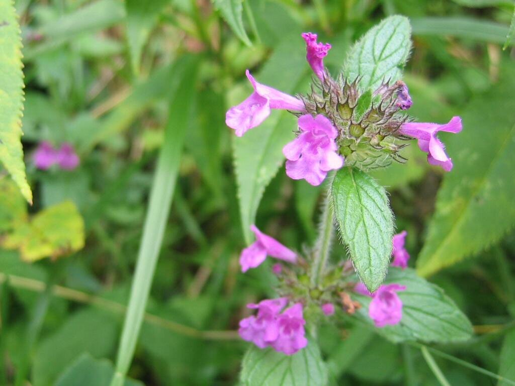 Пахучка. Пахучка обыкновенная (Clinopodium vulgare). Пахучка обыкновенная (Clinopodium vulgare l.). Поученка обыкновенная. Душевка Полевая.