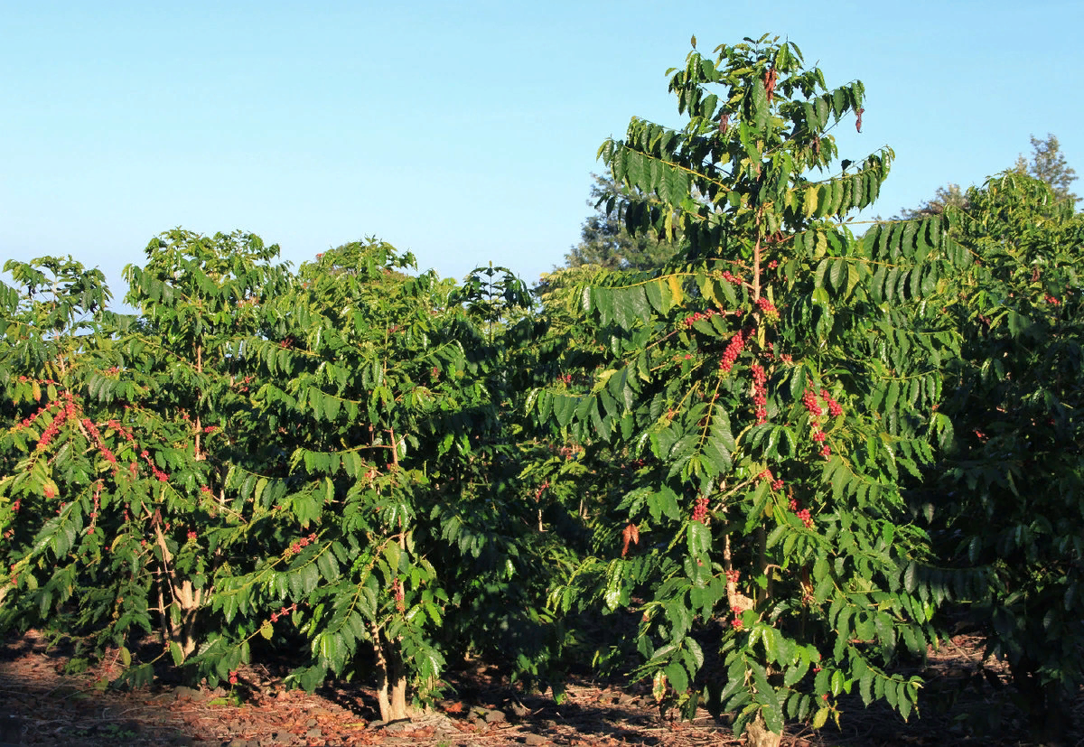 Дерево кофе либерика. Как растет кофейное. Дерево кофе арабика. Зерна эксцельза. Кофе арабика дерево или куст.