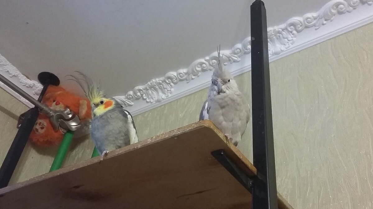 Самец и Самка