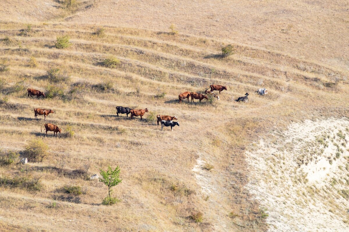 2. Коровы пасутся на волнистой поверхности склона.