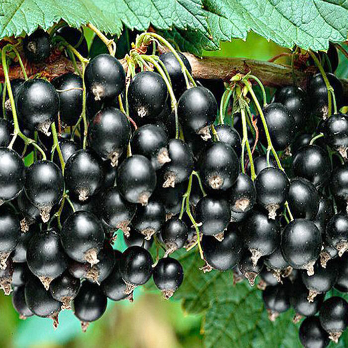 Смородина Память Мичурина. изумрудный–мир.рф