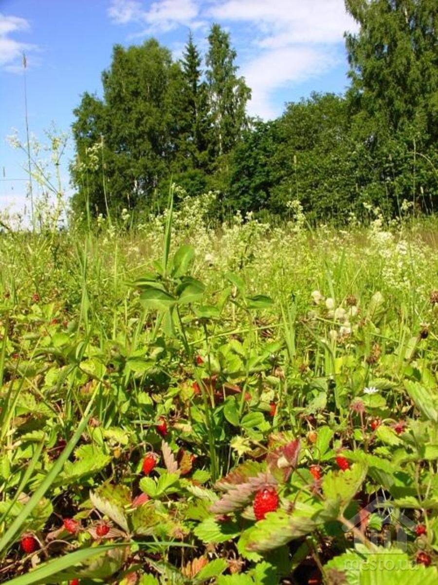 Земляничная поляна. Яндекс картинки.