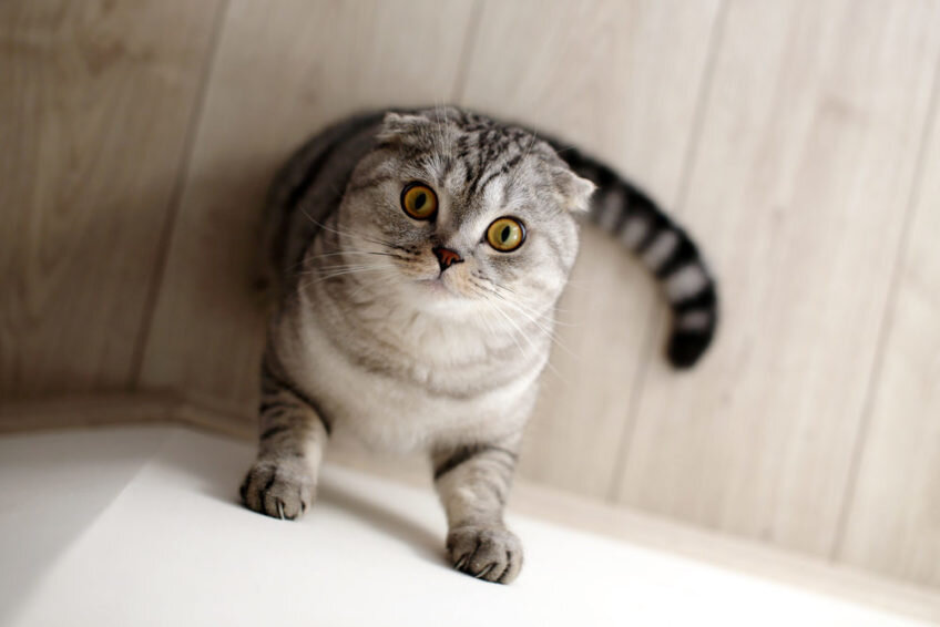 фото Shutterstock