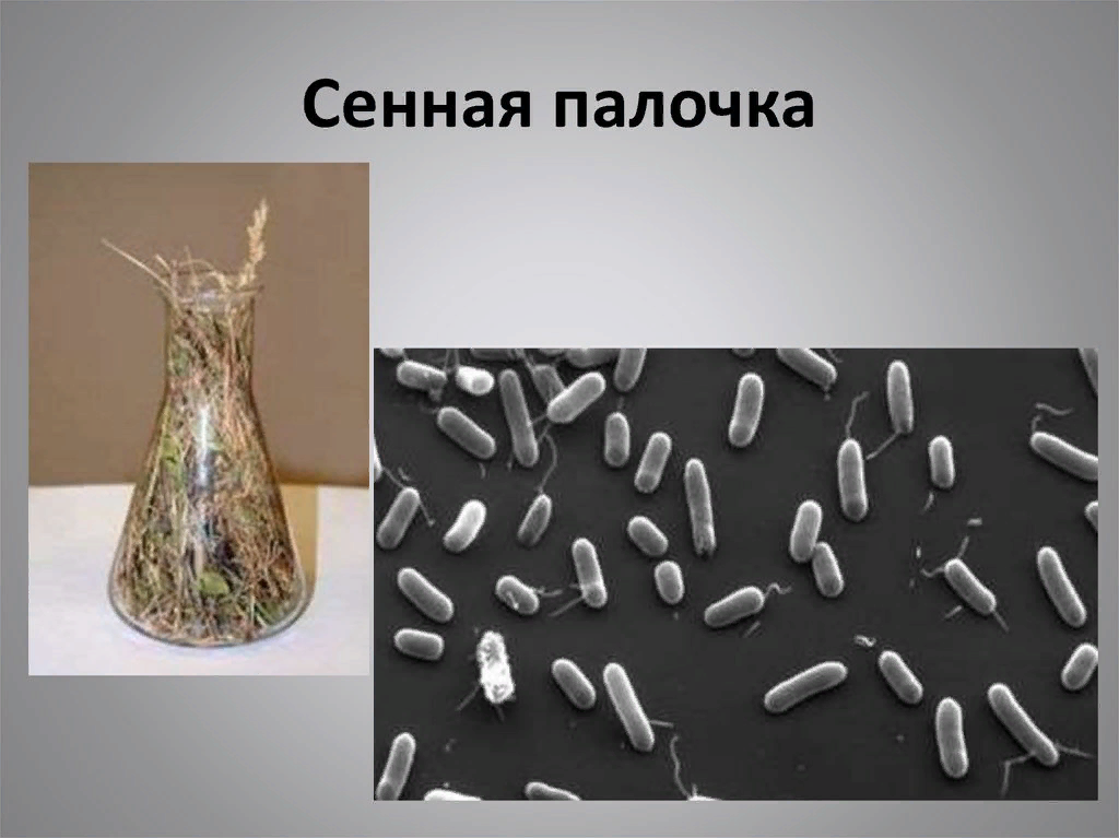 Bacillus subtilis. Bacillus subtilis (Сенная палочка). Строение бактериальной клетки Сенной палочки. Сенная палочка ( Bacillus subtilis) строение. Bacillus subtilis штамма 534.