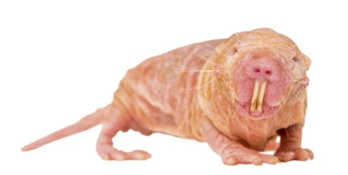 Фото голой крысы