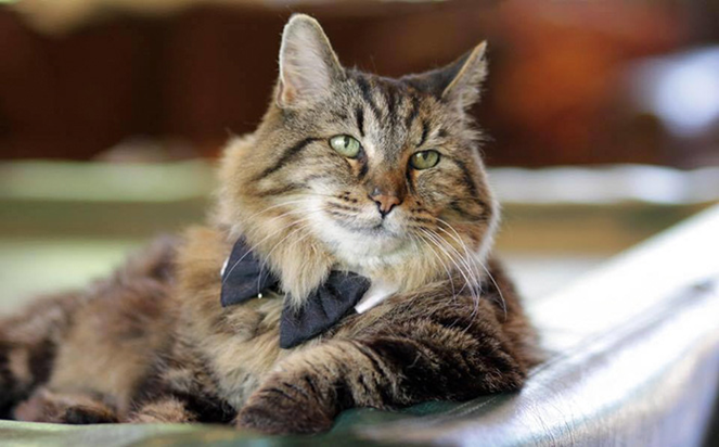 На этом фото – 26-летний кот по кличке Кордрой, который тоже попал в Книгу рекордов Гиннеса. Очень сложно поверить, что здесь ему так много лет, так как явных признаков старения практически нет.