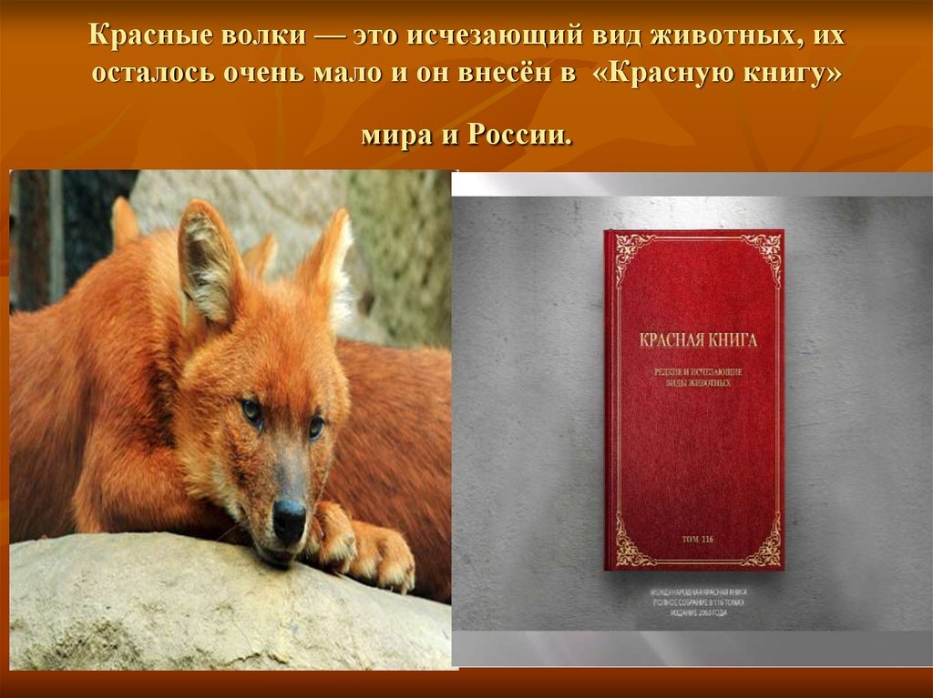 Животное занесенное в красный список. Животные из красной книги. Животные из красной книги описание. Красная книга России красный волк. Международная красная книга животных.