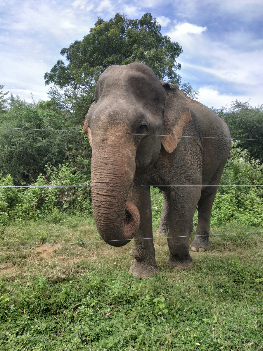 фото: Нектар из ромашек
