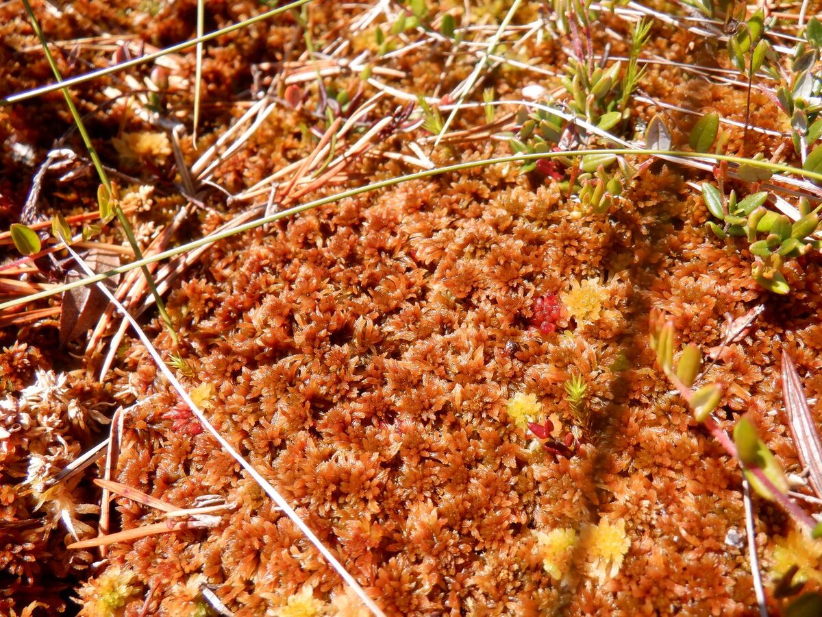 Мох бурый (Sphagnum fuscum) https://www.plantarium.ru/page/view/item/67377.html