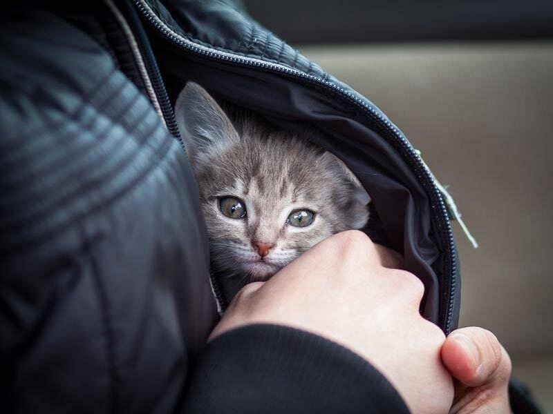 Фото из свободного доступа сети Интернет