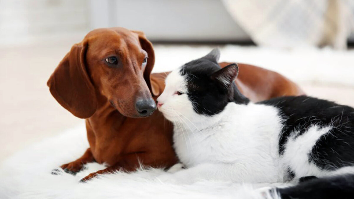 источник фото: ilovedachshunds.com