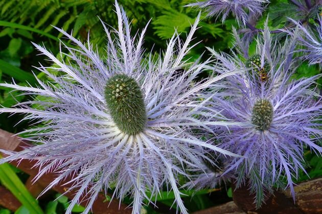 Eryngium leavenworthii