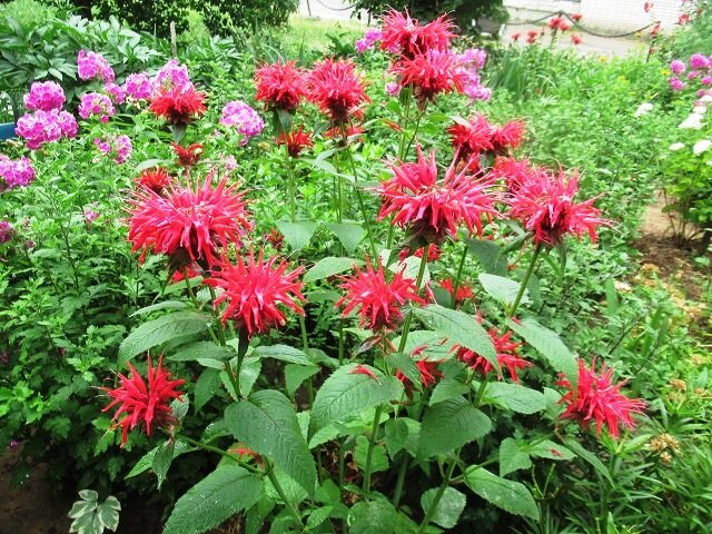 как выглядит монарда Растения