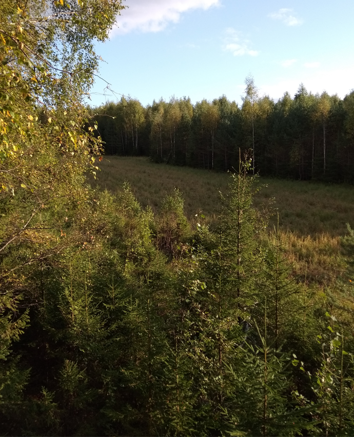 Вид с вышки