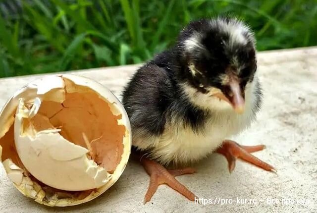 Как долго курица высиживает яйца?