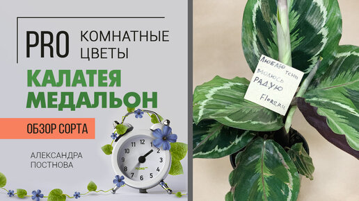 Калатея Медальон | Чем калатеи отличаются друг от друга - смотрите в видео | Найди 10 отличий