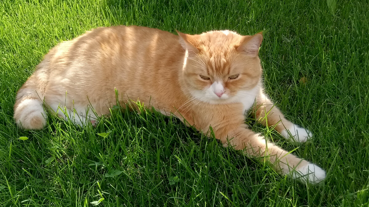 Фото Алены Бо Макс делает вид, что не слышит, что я его зову, потому что ему прохладно лежать в тени на лужайке. Рыжий на зеленом отлично смотрится, правда?