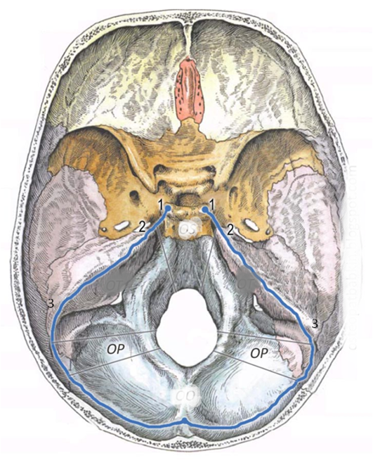 Основание черепа. ОР – ямки мозжечка. 1-1 – турецкое седло, место гипофиза, прикрепляется палатка мозжечка. 2-3 – гребень пирамидки височной кости, место крепления палатки мозжечка. Внутри пирамидки височной кости, в костном массиве находится вестибулярный аппарат.