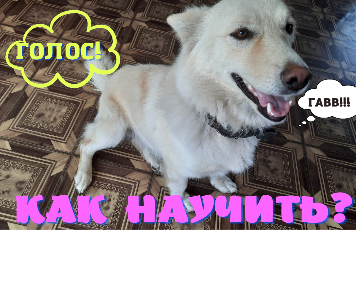 Это фото, когда Пушку уже год