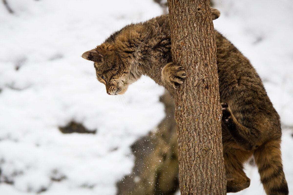 Коты 10 часов. Лесной кот. Кавказский Лесной кот. Кавказский Лесной кот фото. Лесной кот с человеком.