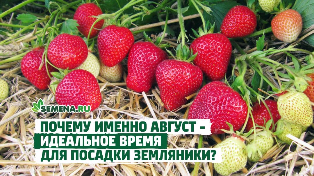 Клубника галя чив фото Можно ли высаживать саженцы земляники в августе? Semena.ru Дзен
