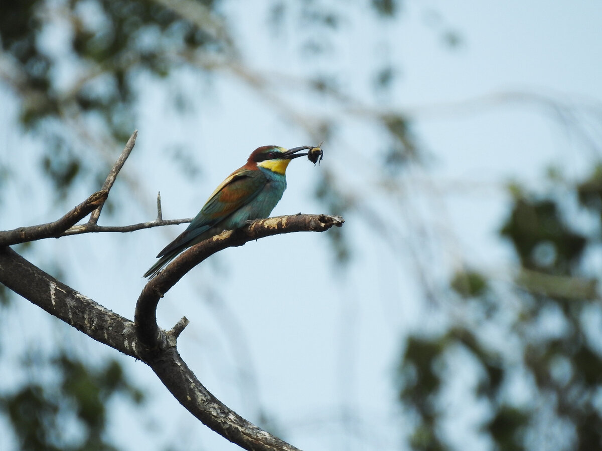 Самый приличный из крупных планов щурки, фото автора