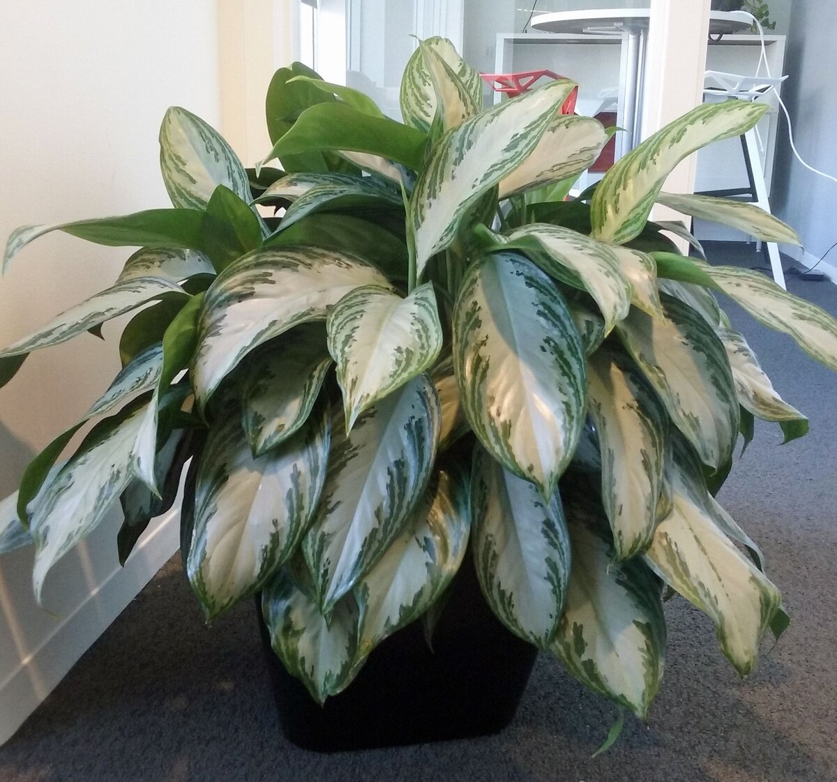 Коллекционный объект БСИ ДВО РАН: Aglaonema commutatum (Аглаонема изменённая 'Ма