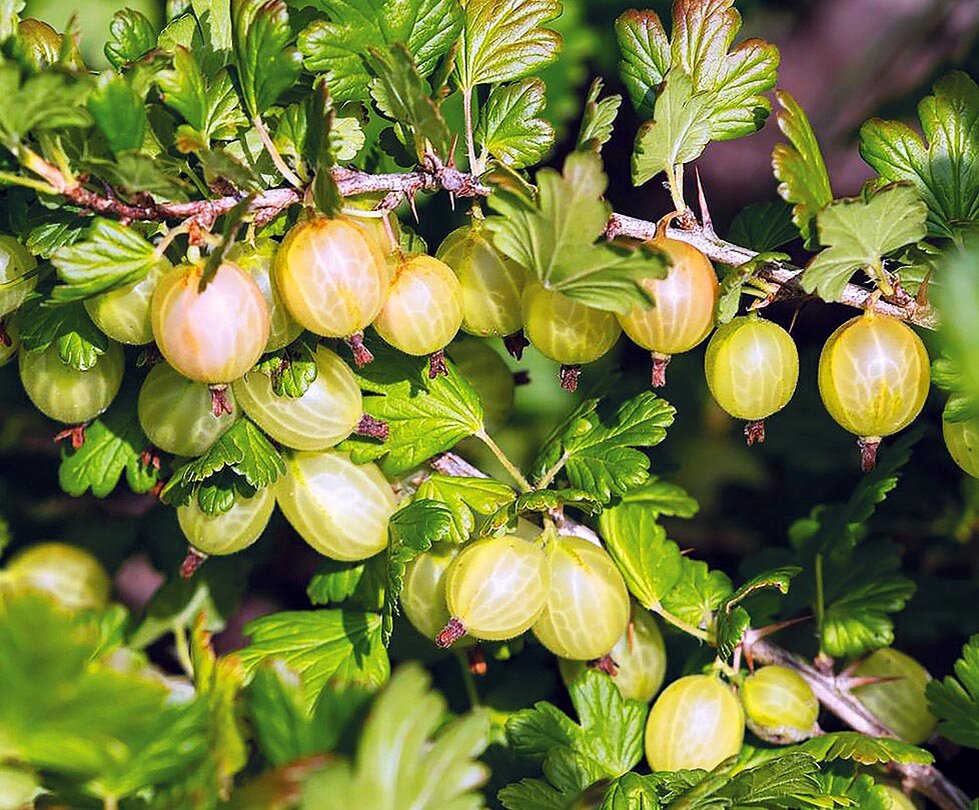 Крыжовник Мукуринес. Крыжовник (ribes grossularia `Командор`). Крыжовник Хиннонмаки желтый. Крыжовник Северный Капитан.