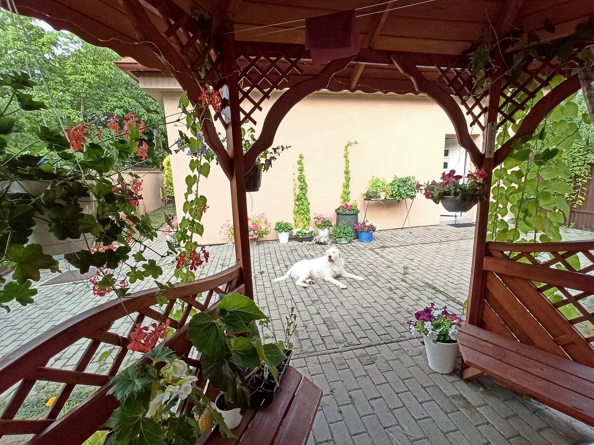 Скромные первые попытки садоводства. 