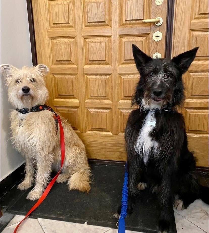 Флаффи (слева) и Ирокез (справа) Фото: из личного архива Марии