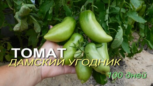 Томату ДАМСКИЙ УГОДНИК 100 дней! Обзор сортов ТОМАТОВ!