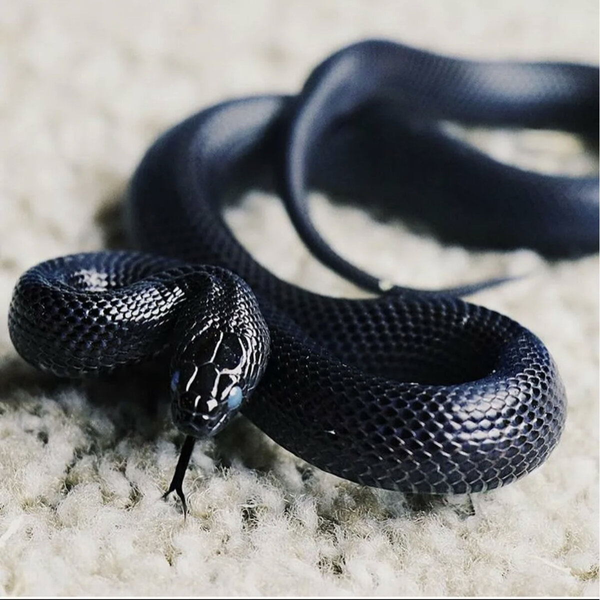 Black mamba. Королевская змея нигрита. Чёрная Королевская змея нигрита. Чёрная Мексиканская Королевская змея. Полоз меланист.