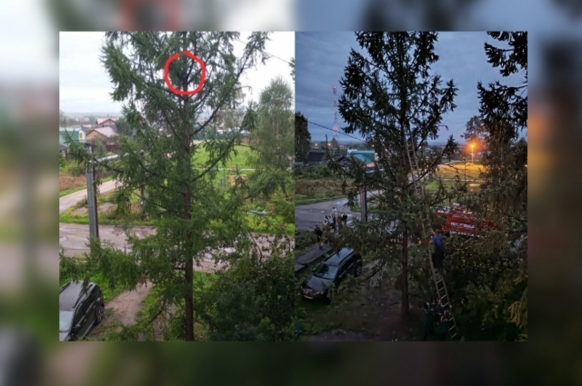    Под Лихославлем был спасён котёнок, который просидел на дереве 24 часа