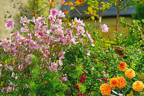 Клумбы из многолетних цветов дизайн садовых клумб. Особенности