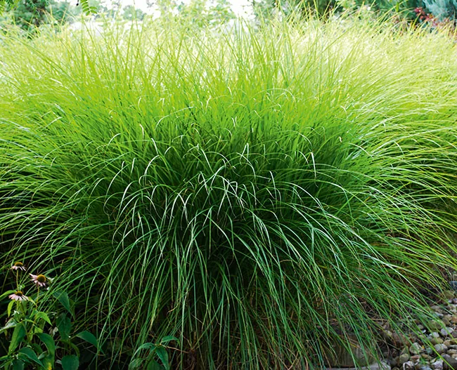 Мискантус китайский Грациллимус