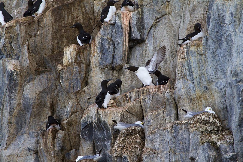    Скопления птиц на скалах. Фото: МК в Мурманске