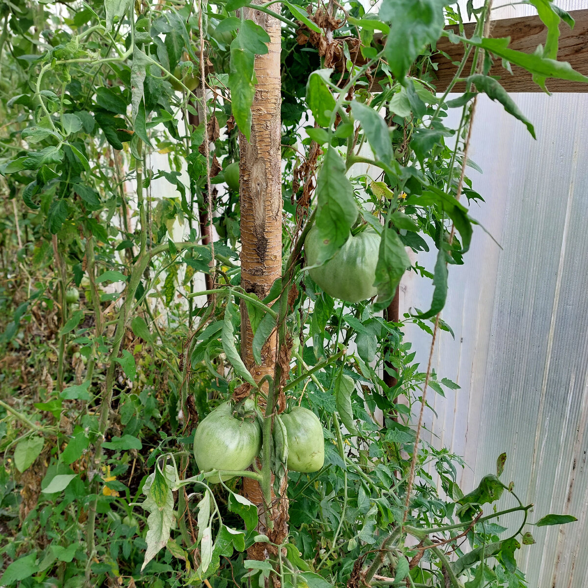 Вот так было вчера. Хорошие томатв висят