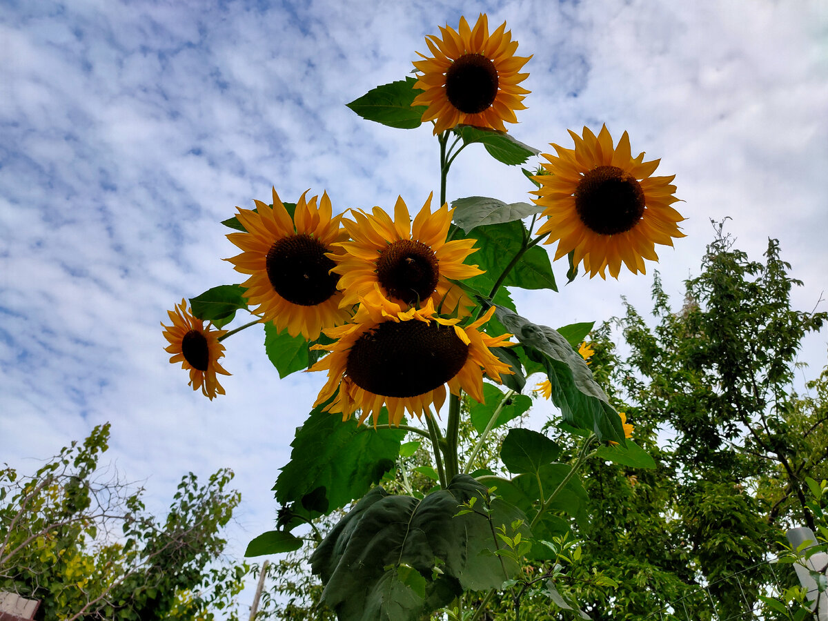 На фото мой подсолнух по кличке Змей Горыныч