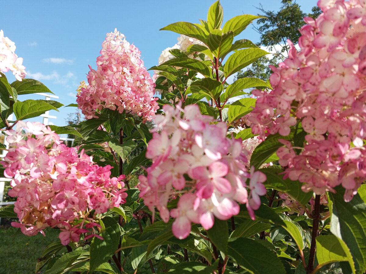 Гортензия  Сильвер Доллар