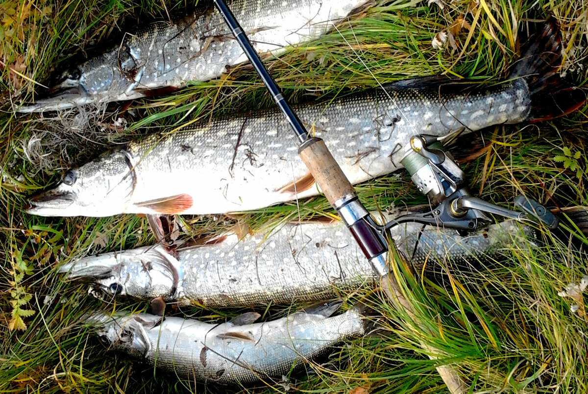 Многие люди предпочитают ездить на рыбалку именно для того, что бы поймать как можно больше улова. Для этого зачастую в ход идут браконьерские методы (сети, переметы с большим количеством поводков).