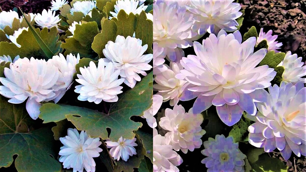 Многих садоводов интересует вопрос, какими растениями можно украсить тенистый сад. Считается, что в тени мало, что растет и тем более не может красиво цвести.-3-2