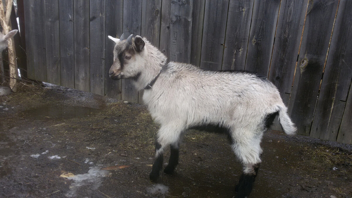 Лапочка, возраст 1 месяц